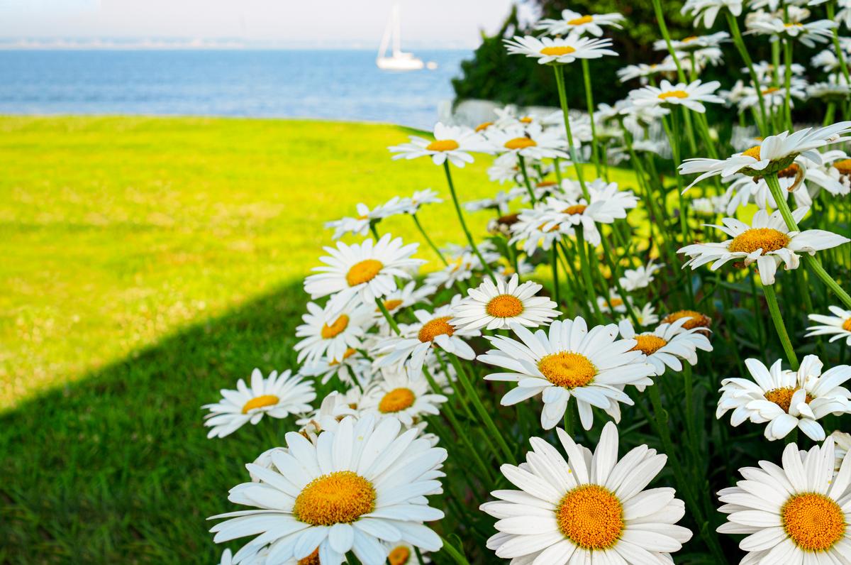 Summer travel background daisies in a garden by the sea, Stonington, Connecticut shore