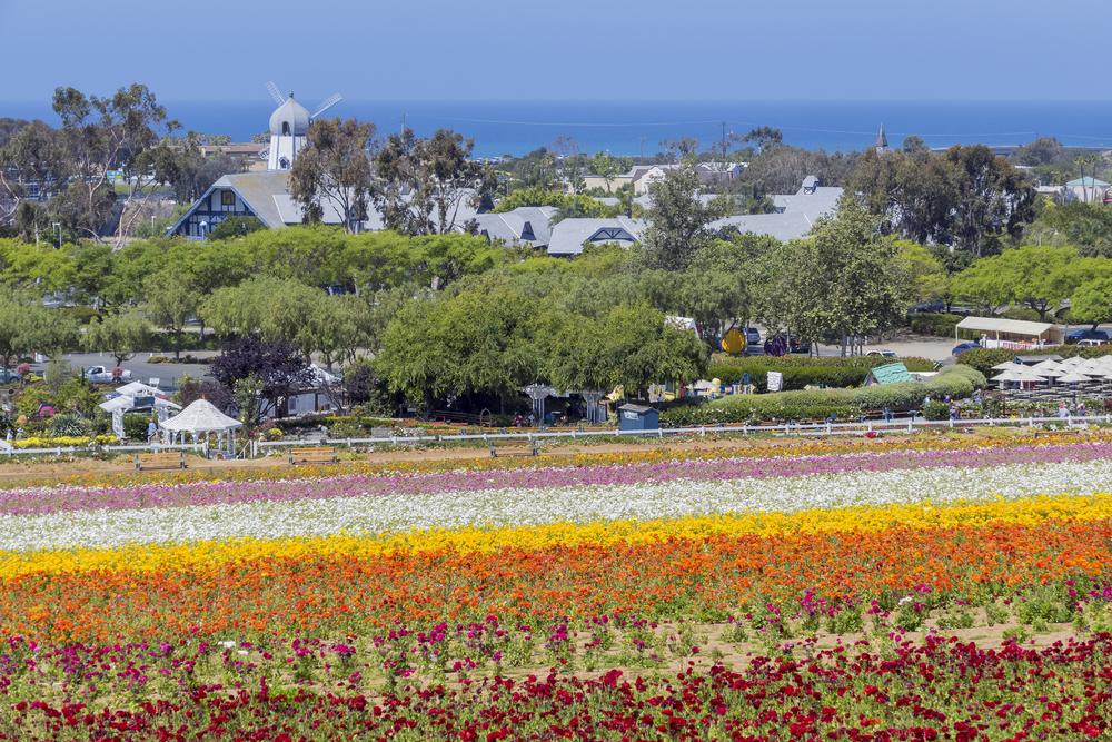 Bike on beachside paths and explore flower fields with family.