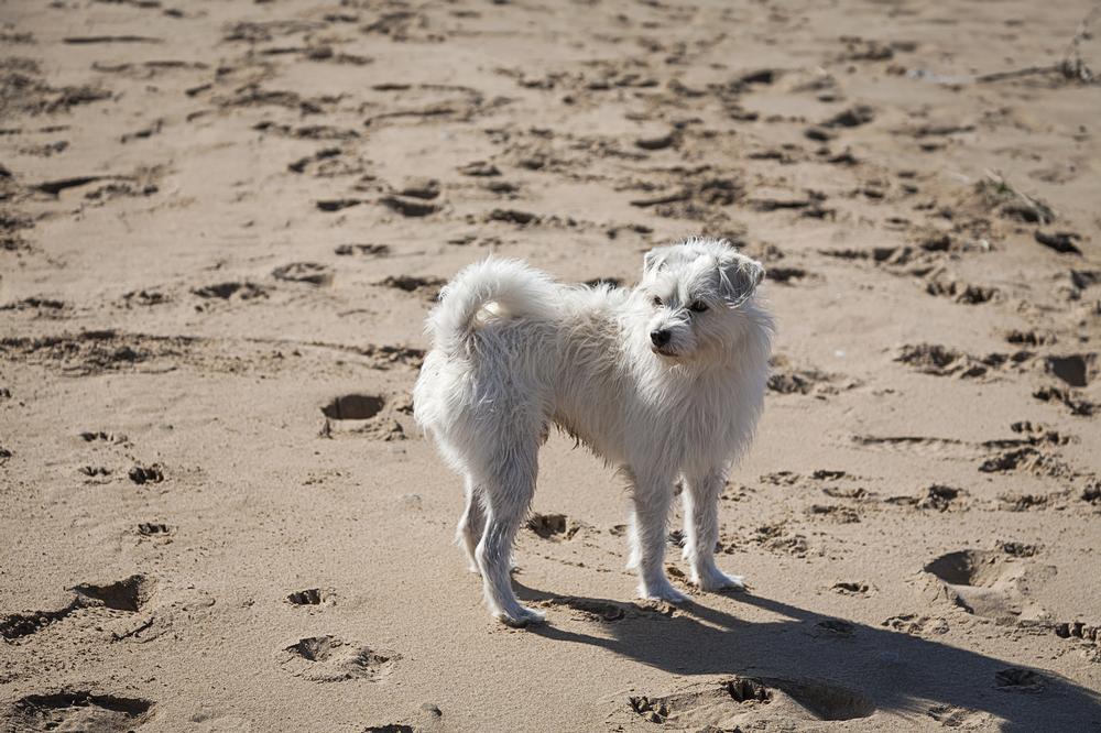 Visit Castle Island Beach - 15-minute drive or accessible by MBTA from Bosotn