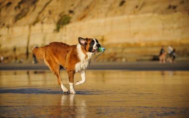 Del Mar Dog Beach
