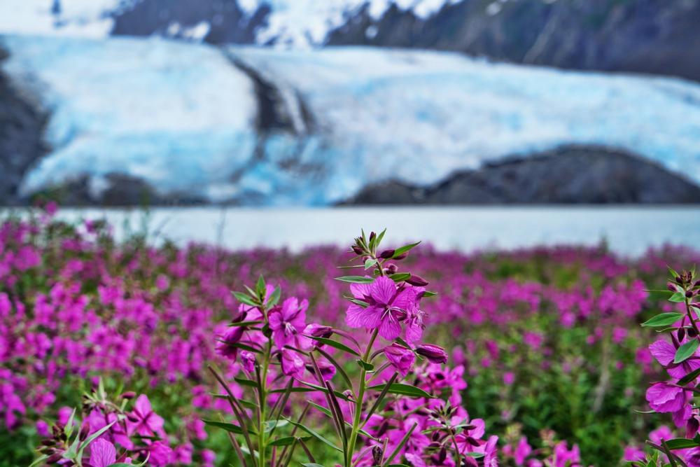 Walk along scenic glacier-fed lakes or visit historic mining sites.
