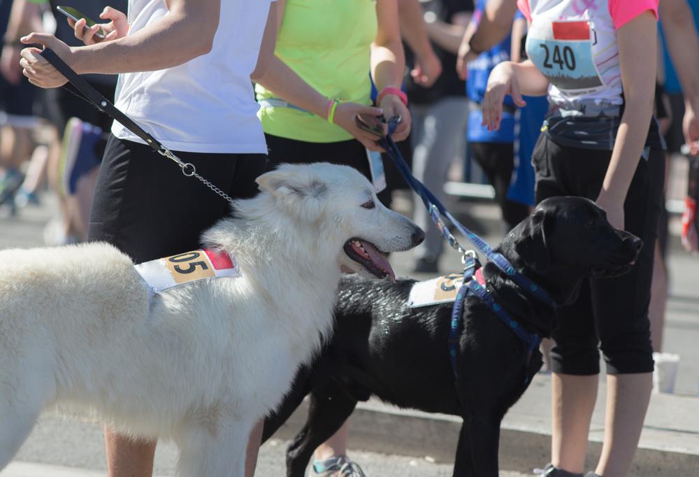 Run for a Cause and Support Pet Rescues at Rescue Run in Ohio