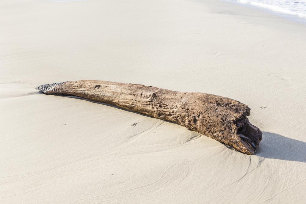 See coastal wildlife and relax on an exciting family getaway.