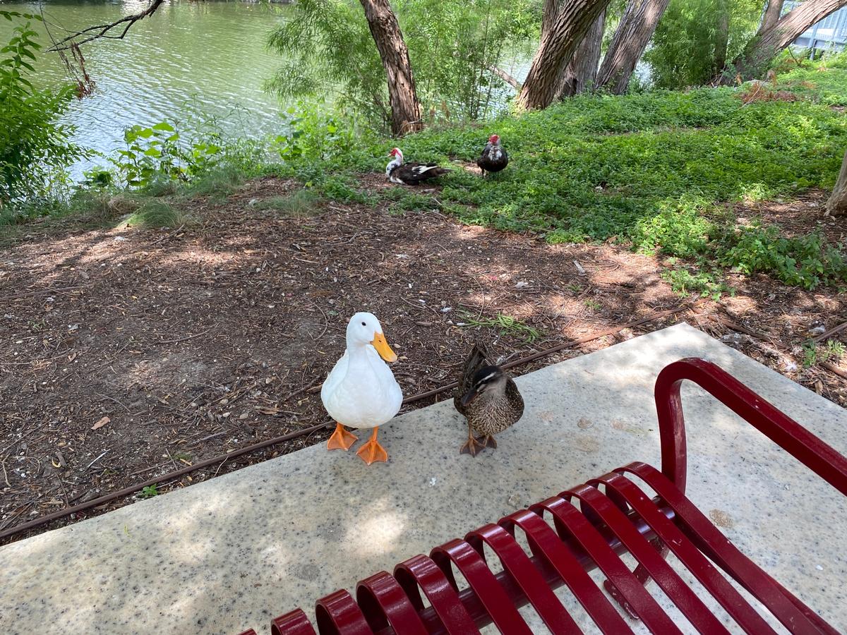 My photo of ducks and geese along the riverwalk in Boerne