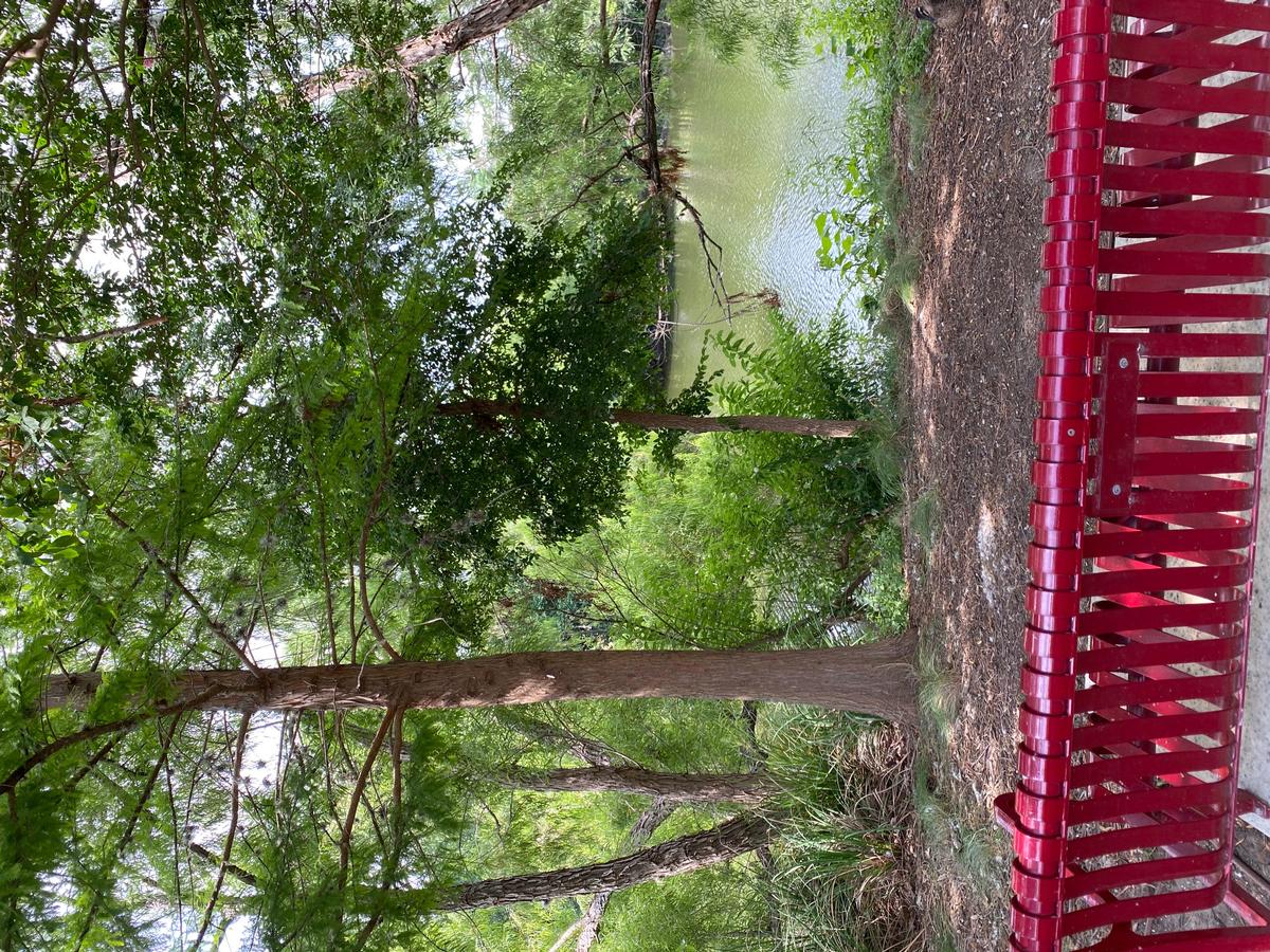 I took this photo from a bench along the riverwalk in Boerne