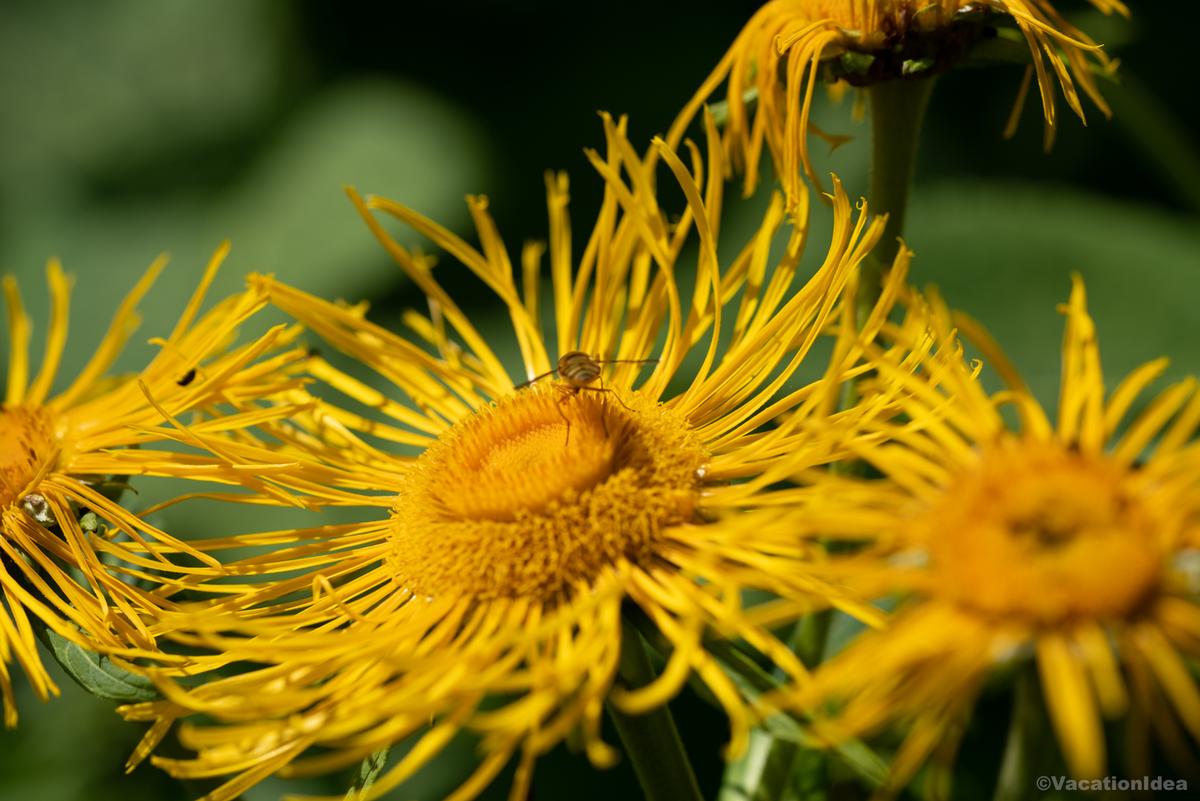 My photo of yellow flowers that butterflies love