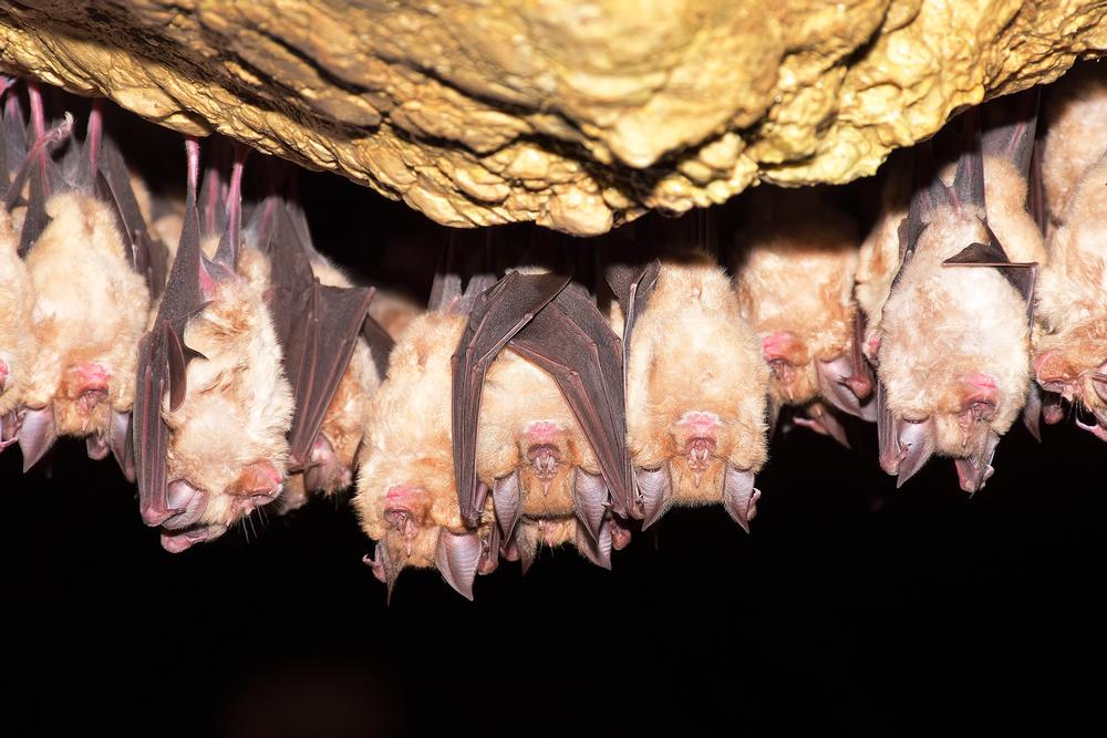 Bracken Cave - just 20 miles from downtown San Antonio