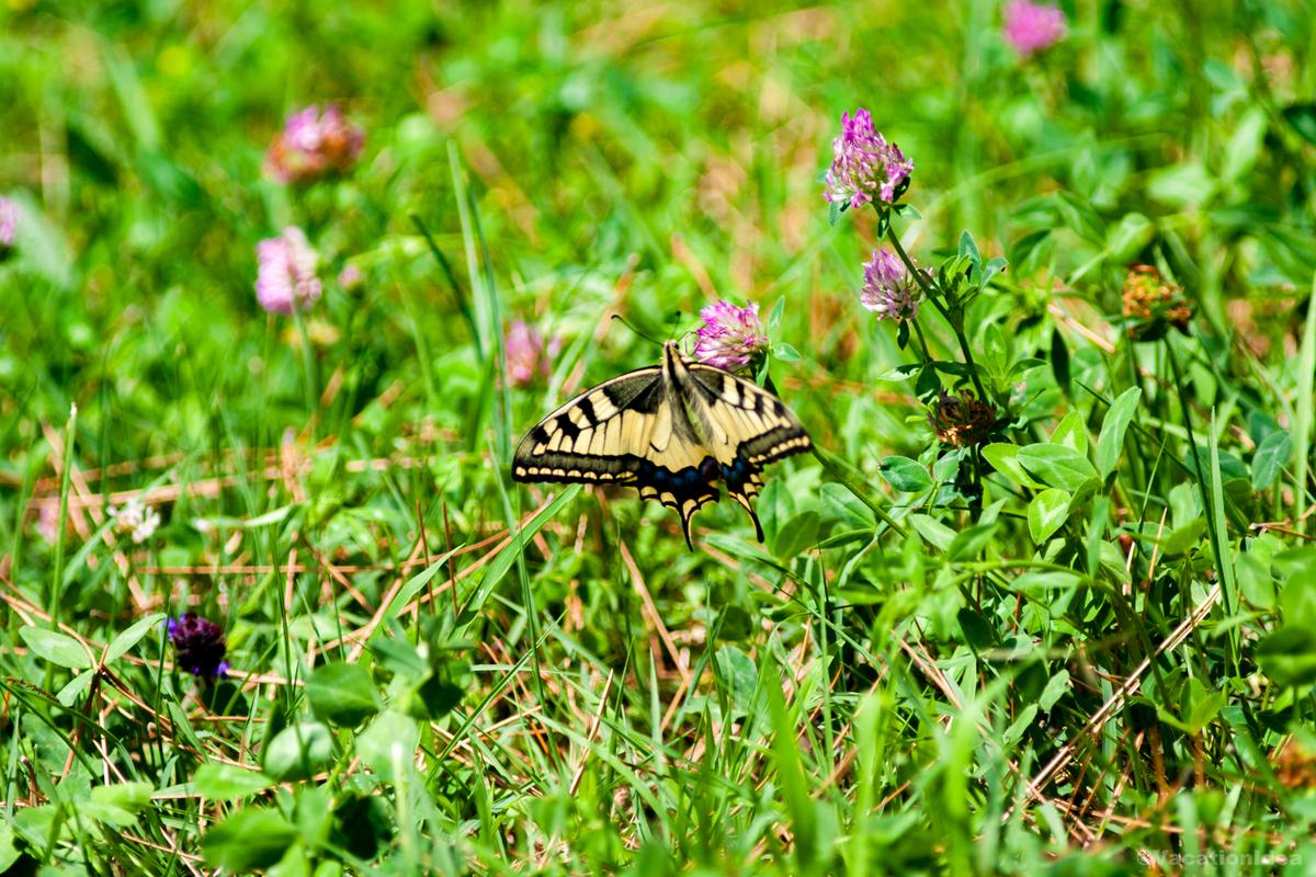 My photo of a butterfly