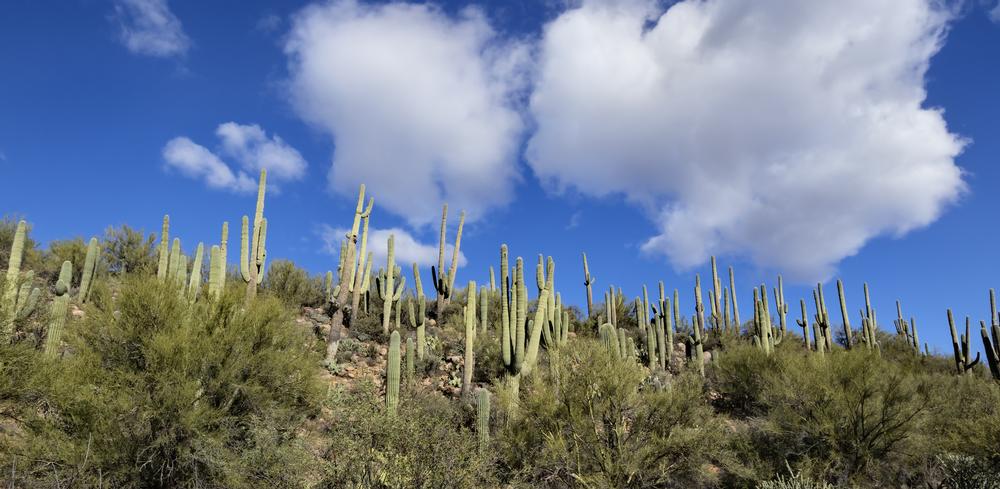Go wildlife spotting or admire beautiful desert sunsets.