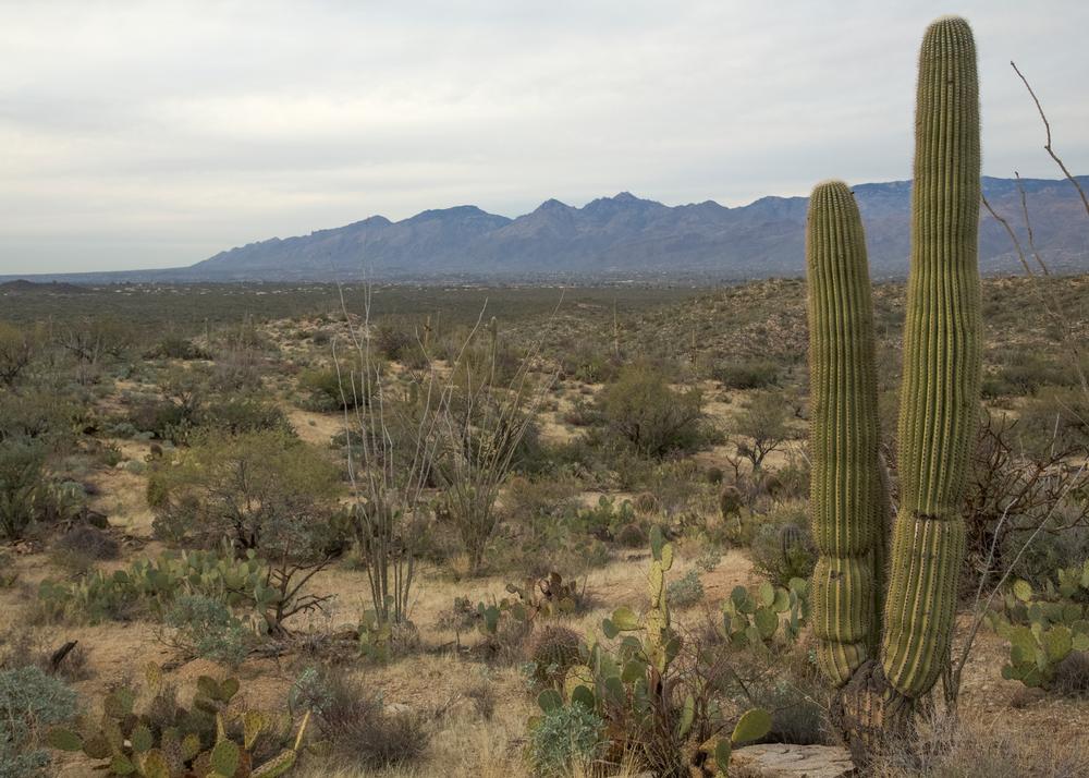 Walk among towering cacti or drive scenic desert roads.