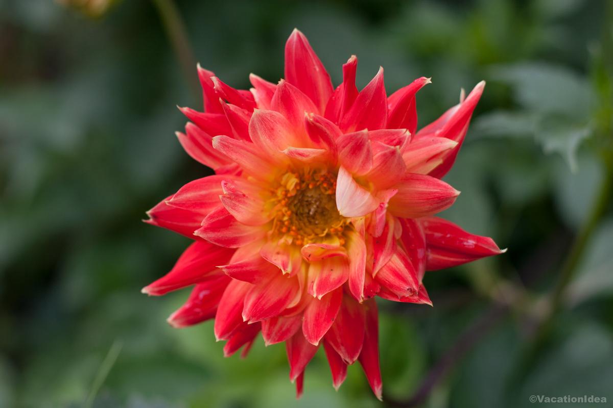 I took this photo of a red flower