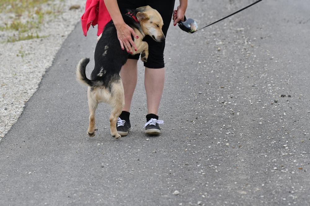 Lace Up and Save Lives at the PAWS Chicago 5K Walk-Run