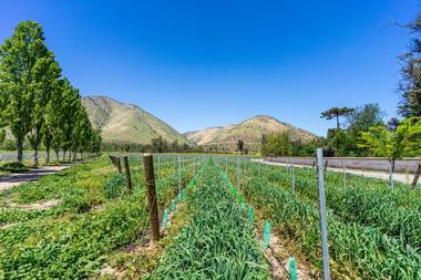 Maipo Valley