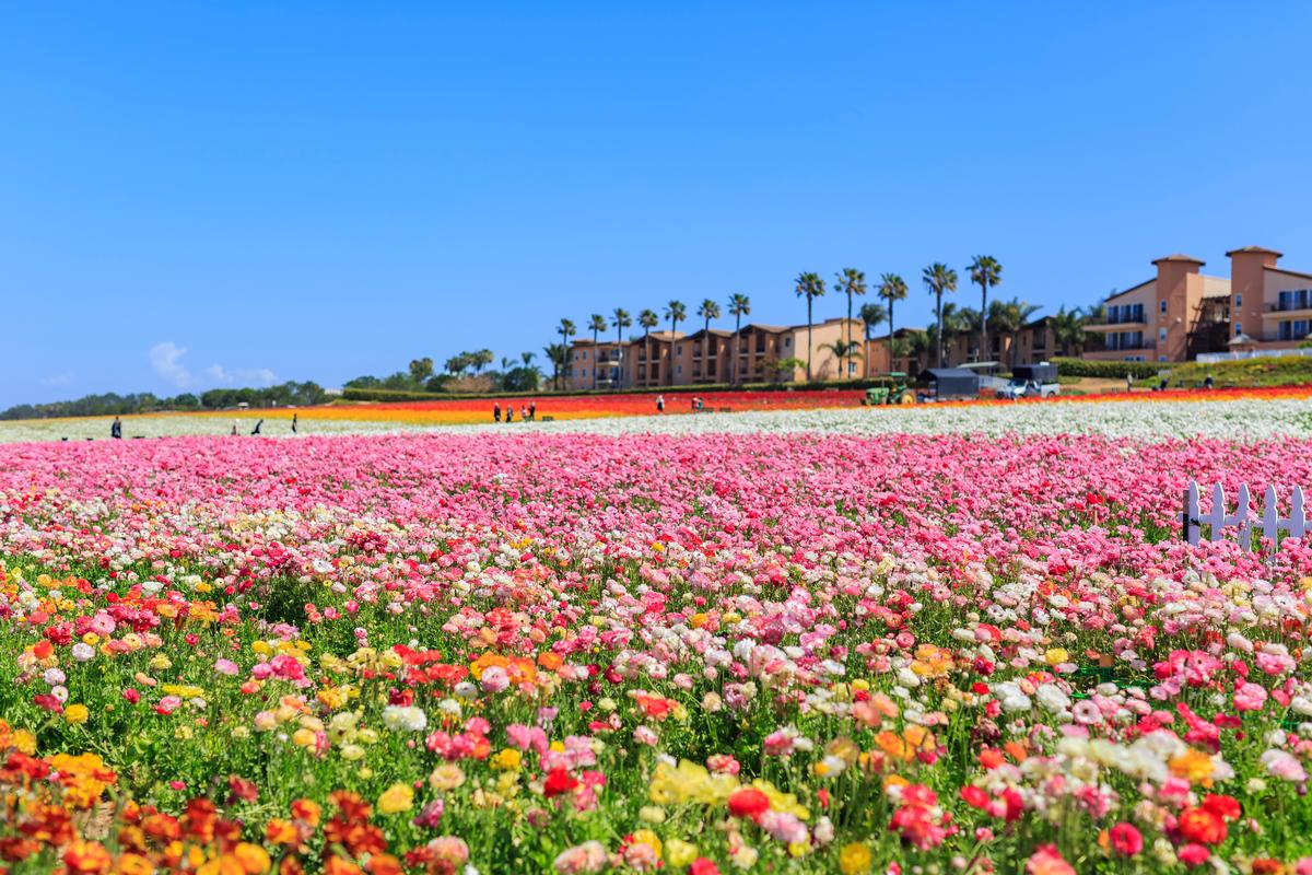 Carlsbad: Blooms, Breezes & Small-Town Calm