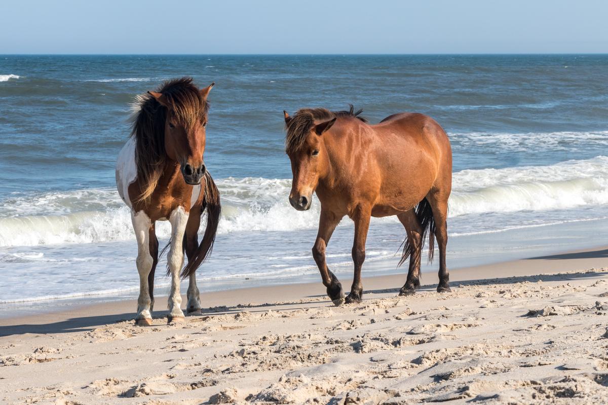 Incredibly, wild horses still walk along the beach in Assateague State Park, just 45 minutes from DC