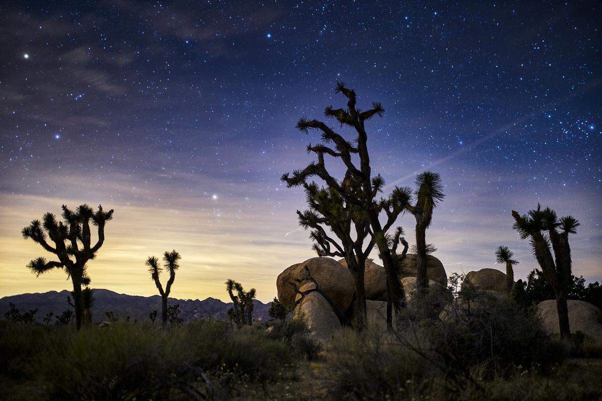 Joshua Tree Silence & Stars