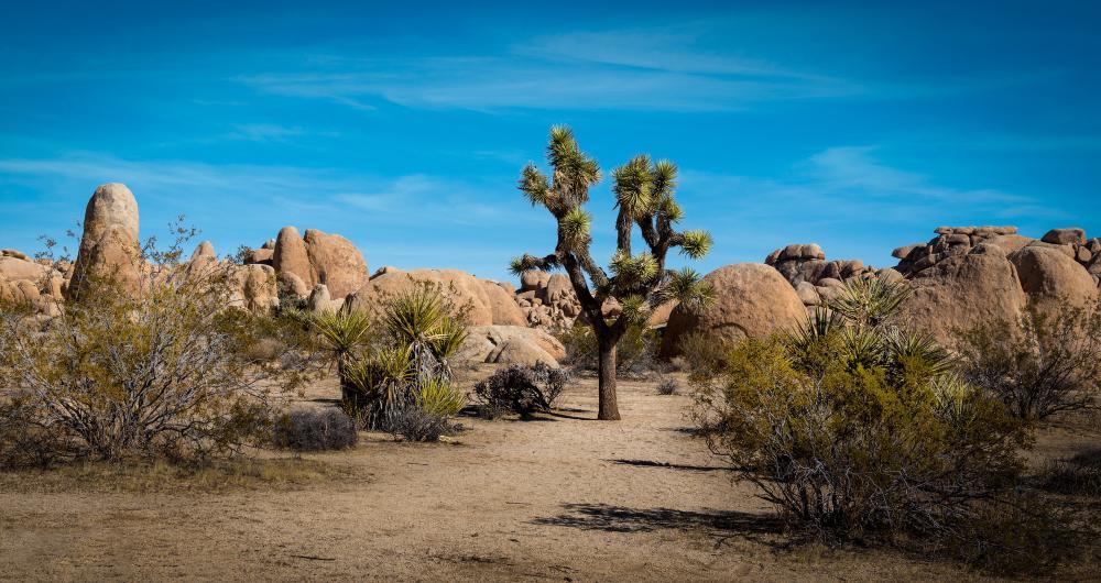 Joshua Tree Silence & Stars