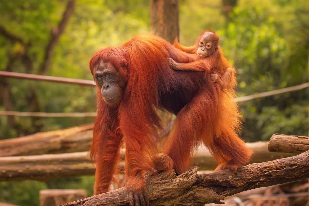 Explore rainforests or see wild orangutans on a thrilling kids-friendly adventure.