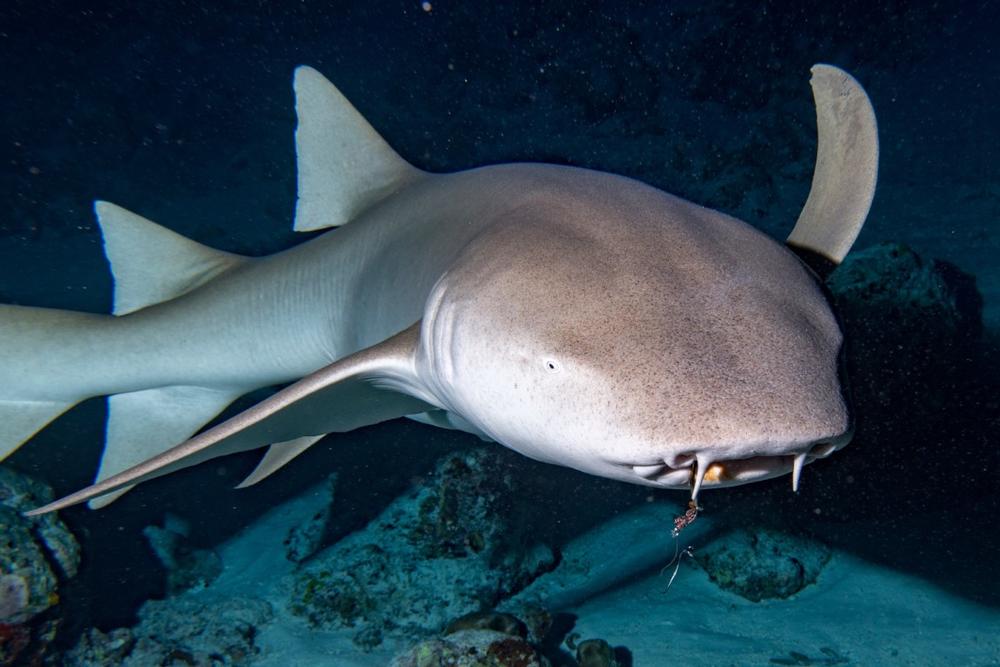 Discover fascinating marine life at the Florida Aquarium