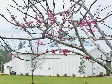 Barn Wedding Venues in Florida: Rosie Creek Farms