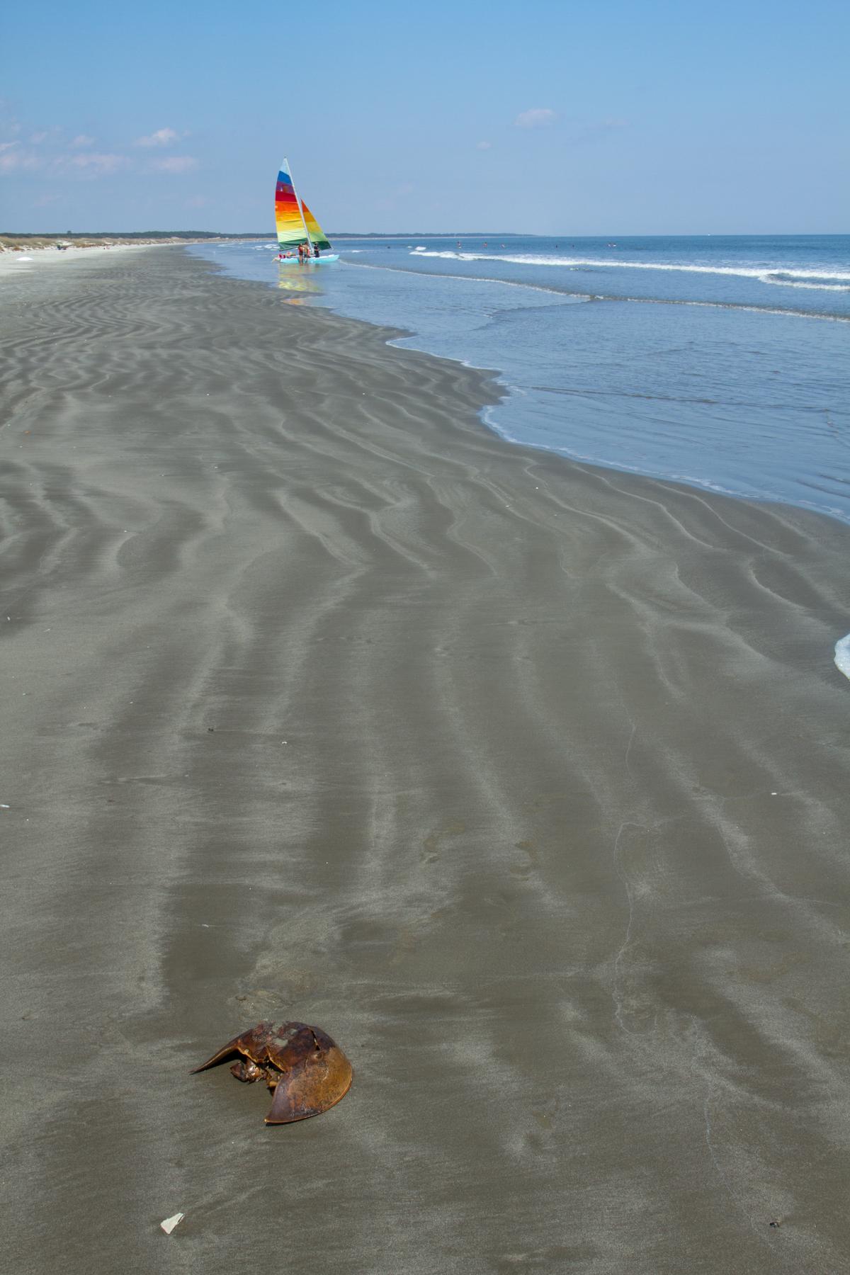 The remains of a horseshoe crab lie on the beach at Cumberland Island