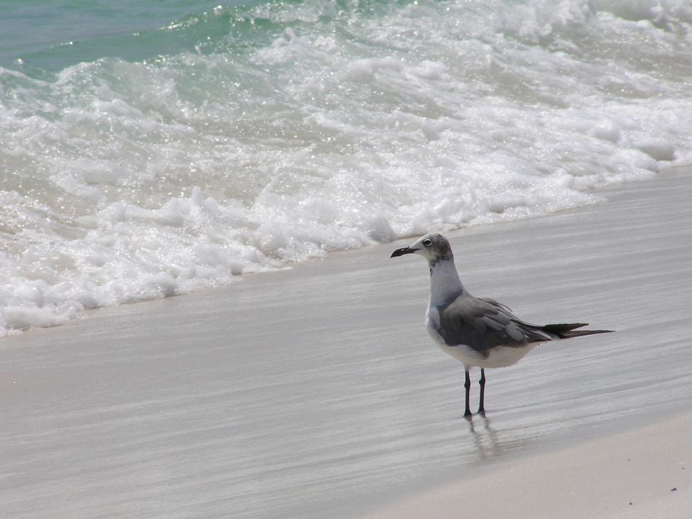 Grayton Beach State Park