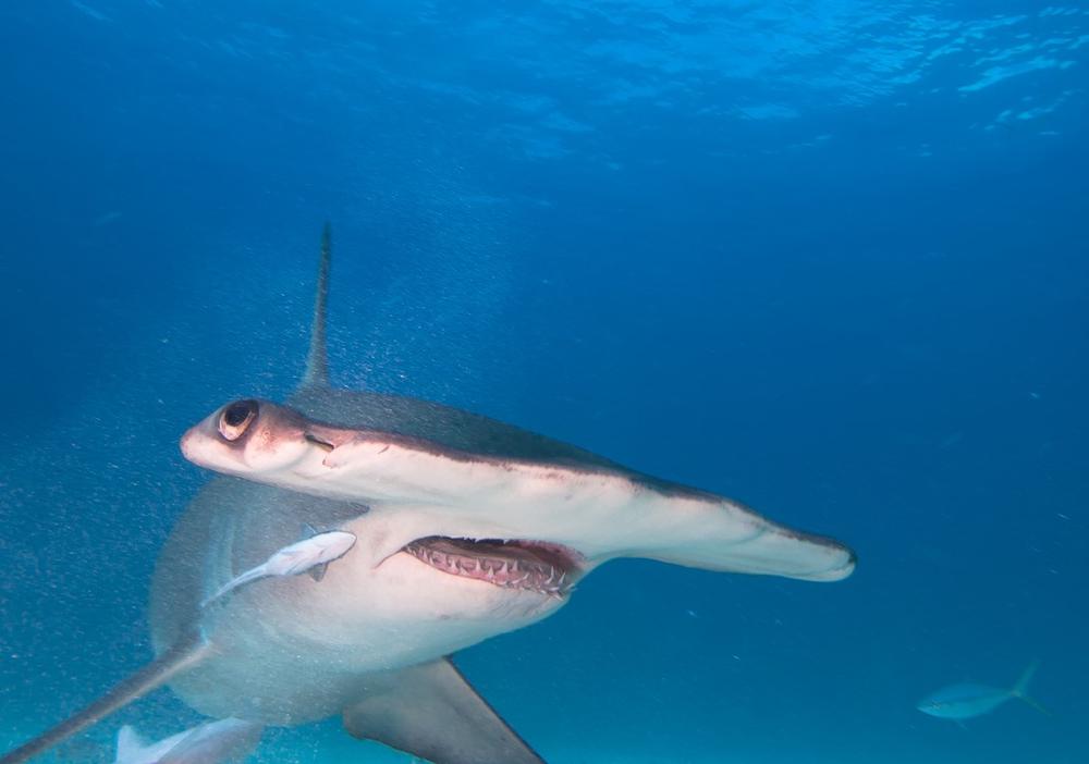 See rescued sea turtles, explore fascinating ocean research exhibits, and admire marine conservation efforts.