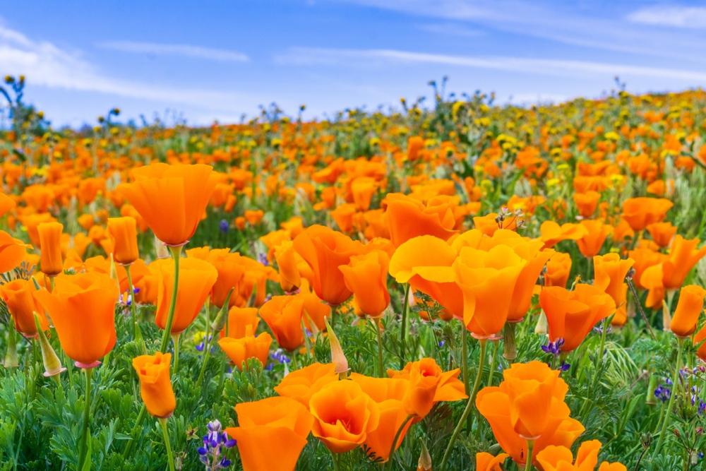 Wander Through Fields of Blooming Wildflowers at Antelope Valley Poppy Reserve