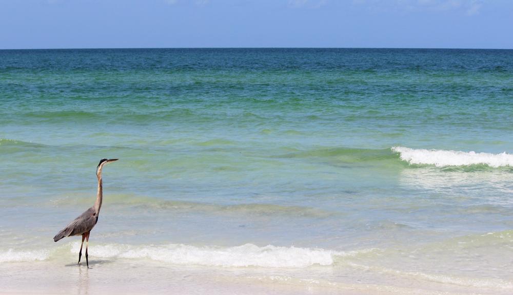 https://stock.adobe.com/gr_en/images/crane-wading-in-surf-at-florida-beach/114569302