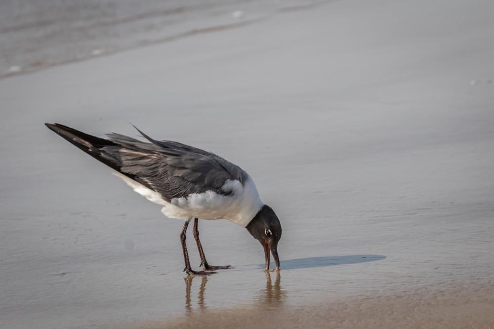 https://stock.adobe.com/gr_en/images/laughing-gull-leucophaeus-atricilla-walking-on-a-beach/217012943