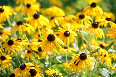 Bartlett Arboretum and Gardens