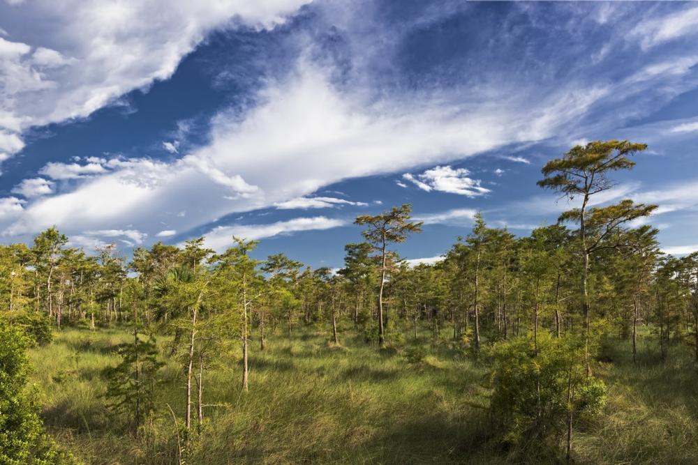 Big Cypress National Preserve - 1 hour and 20 minutes