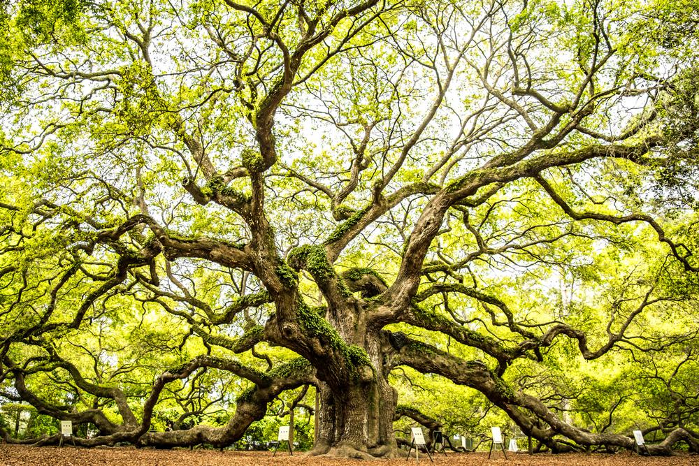 Angel Oak