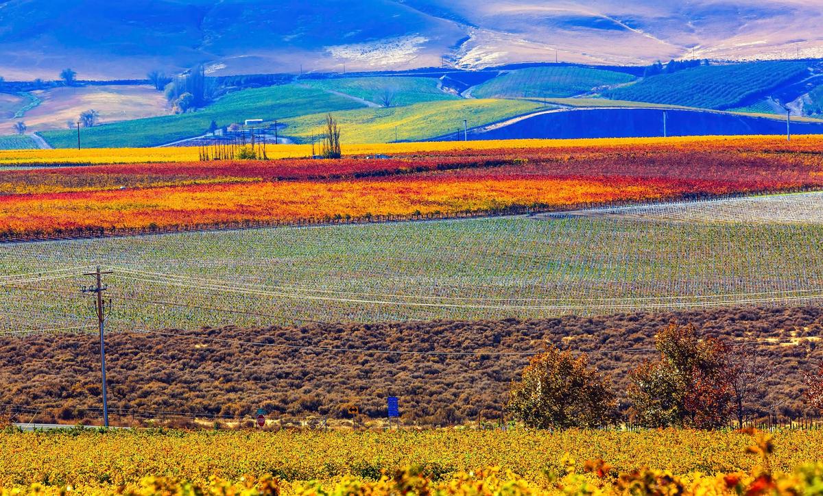 Fall colors in Benton City Washington