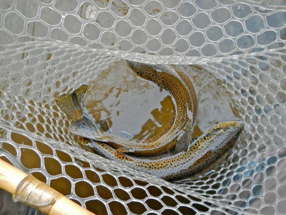 Simplify the Stream with Tenkara Guides, Salt Lake City