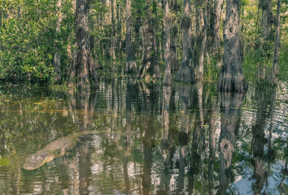 Admire diverse wildlife at Big Cypress Reservation