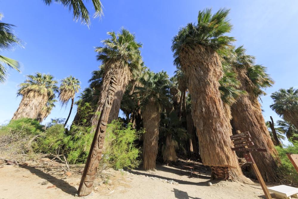 Explore Desert Landscapes and Wildlife at Coachella Valley National Wildlife Refuge