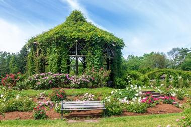 Elizabeth Park's Rose Gardens