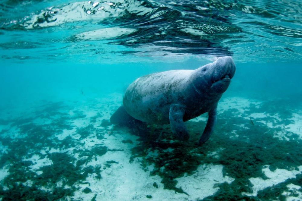 Swim with manatees in Crystal River