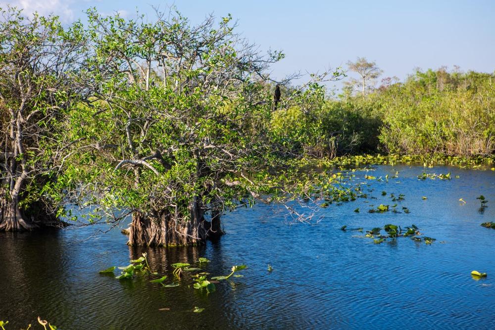 Go on an airboat tour in Everglades National Park
