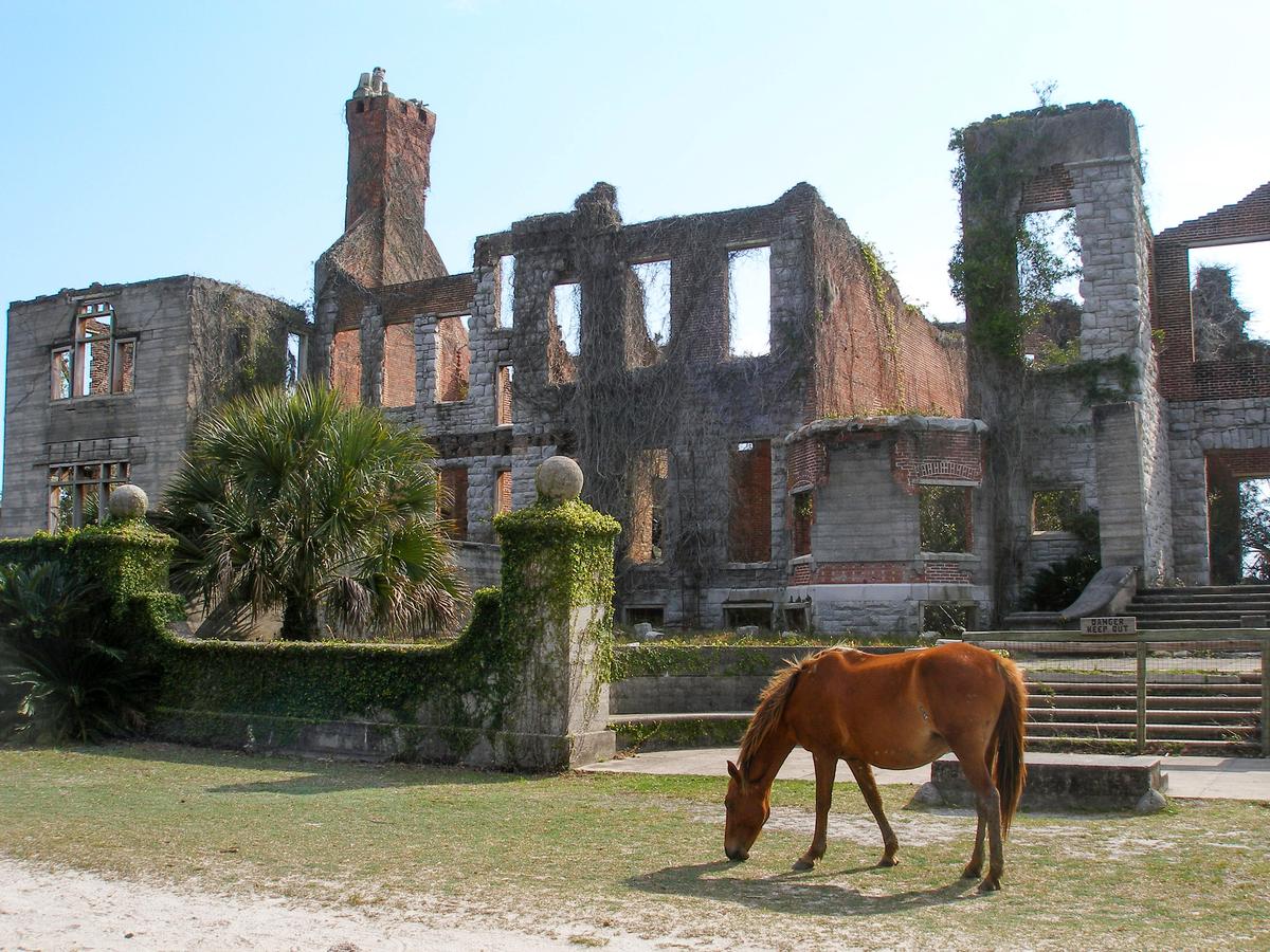 Wild horse in front of Dungeness Mansion