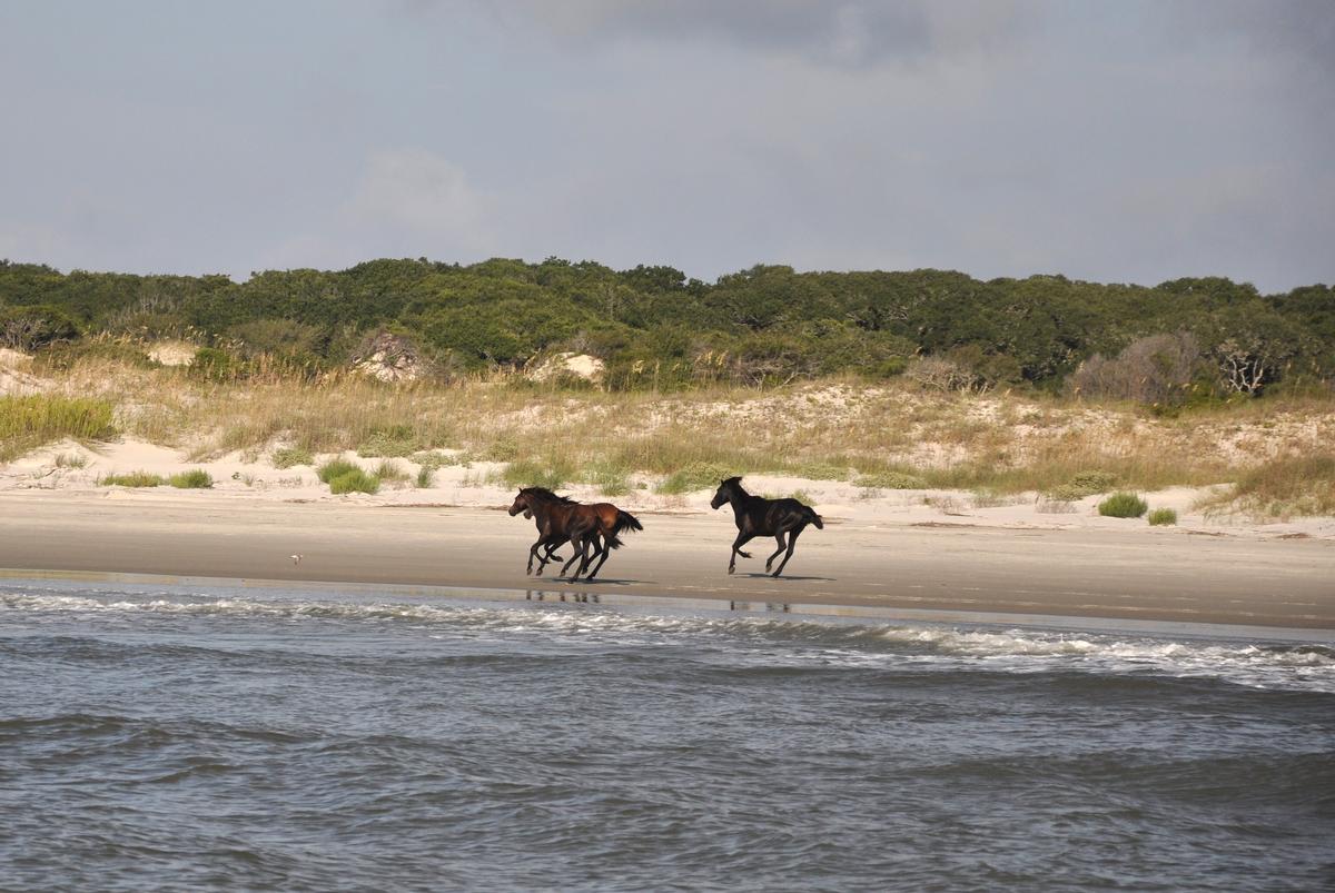 Wild horses on the beach