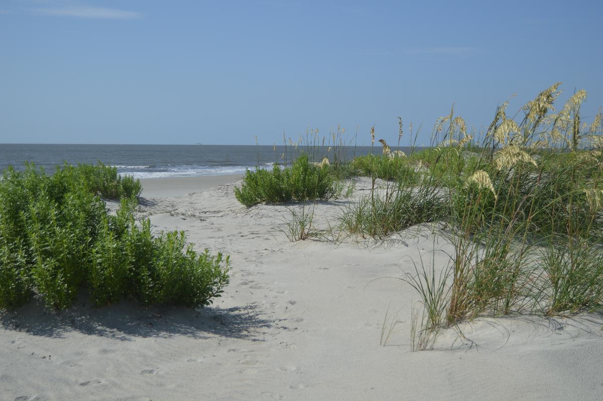 East Beach Dunes