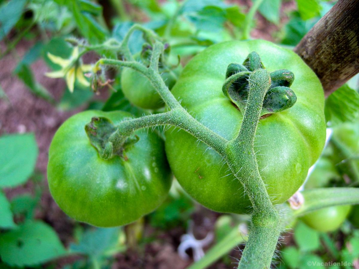 My photo on a farm near Greenville, South Carolina