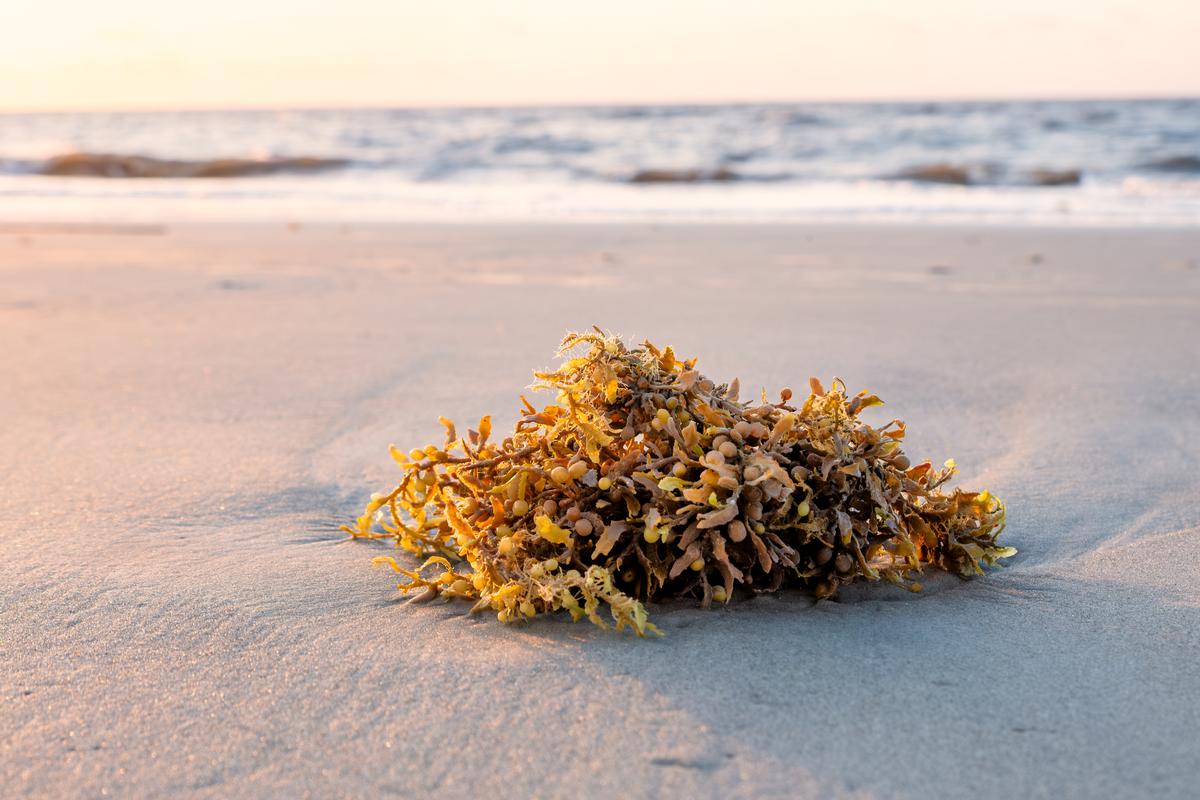 Go shell hunting and enjoy kid-friendly summer attractions on a family trip.