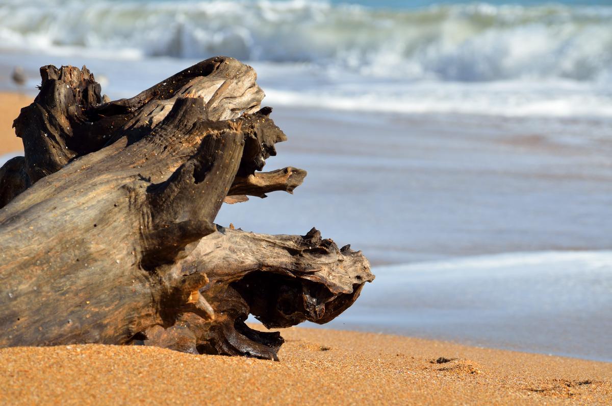 Large piece of wood on the beach