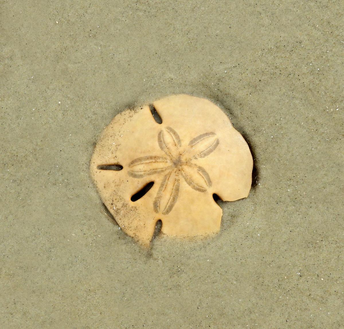 Sand dollar, Jekyll Island