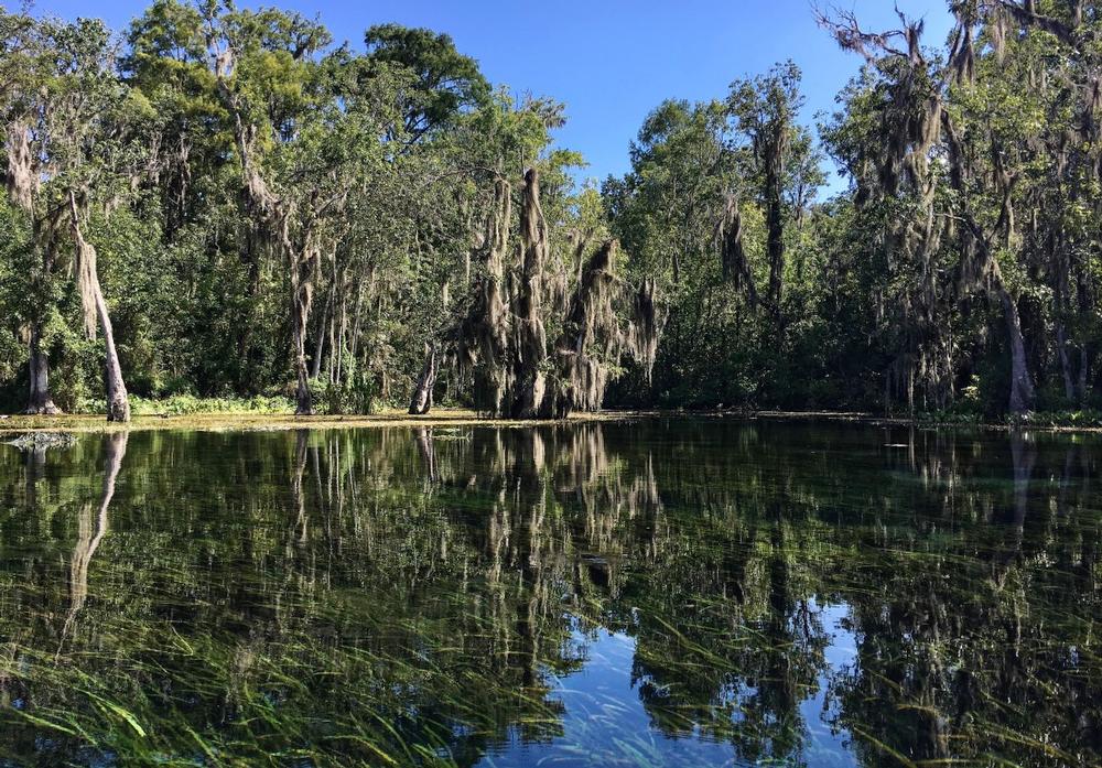 https://stock.adobe.com/gr_en/images/florida-usa-july-31-2018-america-s-largest-spring-sits-untouched-within-silver-springs-state-park/240780790