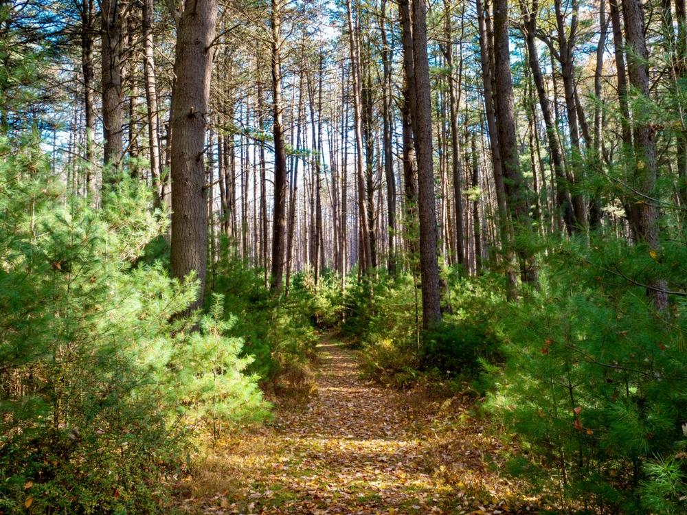 Ride or Hike: If You Crave Woodland Paths, Then Follow Bridle Trail in Cook Forest