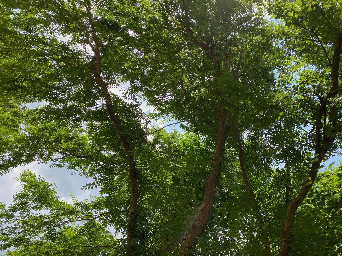 My photo of trees from a hiking trail on a summer day